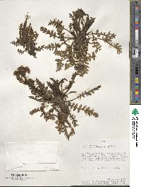 Valeriana interrupta image