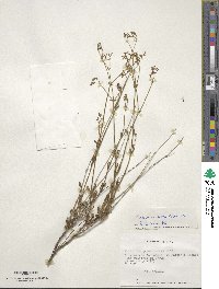 Valeriana gracilipes image