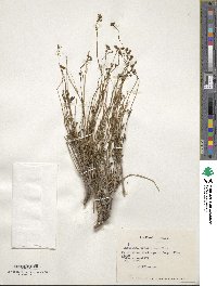 Valeriana gracilipes image