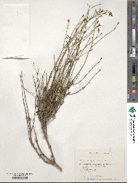 Valeriana gracilipes image