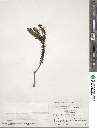 Valeriana microphylla image