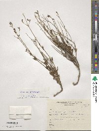 Valeriana gracilipes image