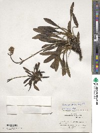 Valeriana pilosa image