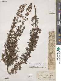 Valeriana microphylla image