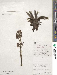 Valeriana pratensis image