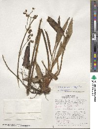 Valeriana pilosa image