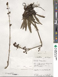 Valeriana pilosa image