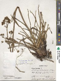 Valeriana pilosa image