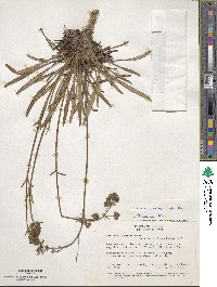 Valeriana pilosa image