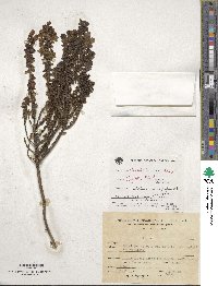 Valeriana pratensis image