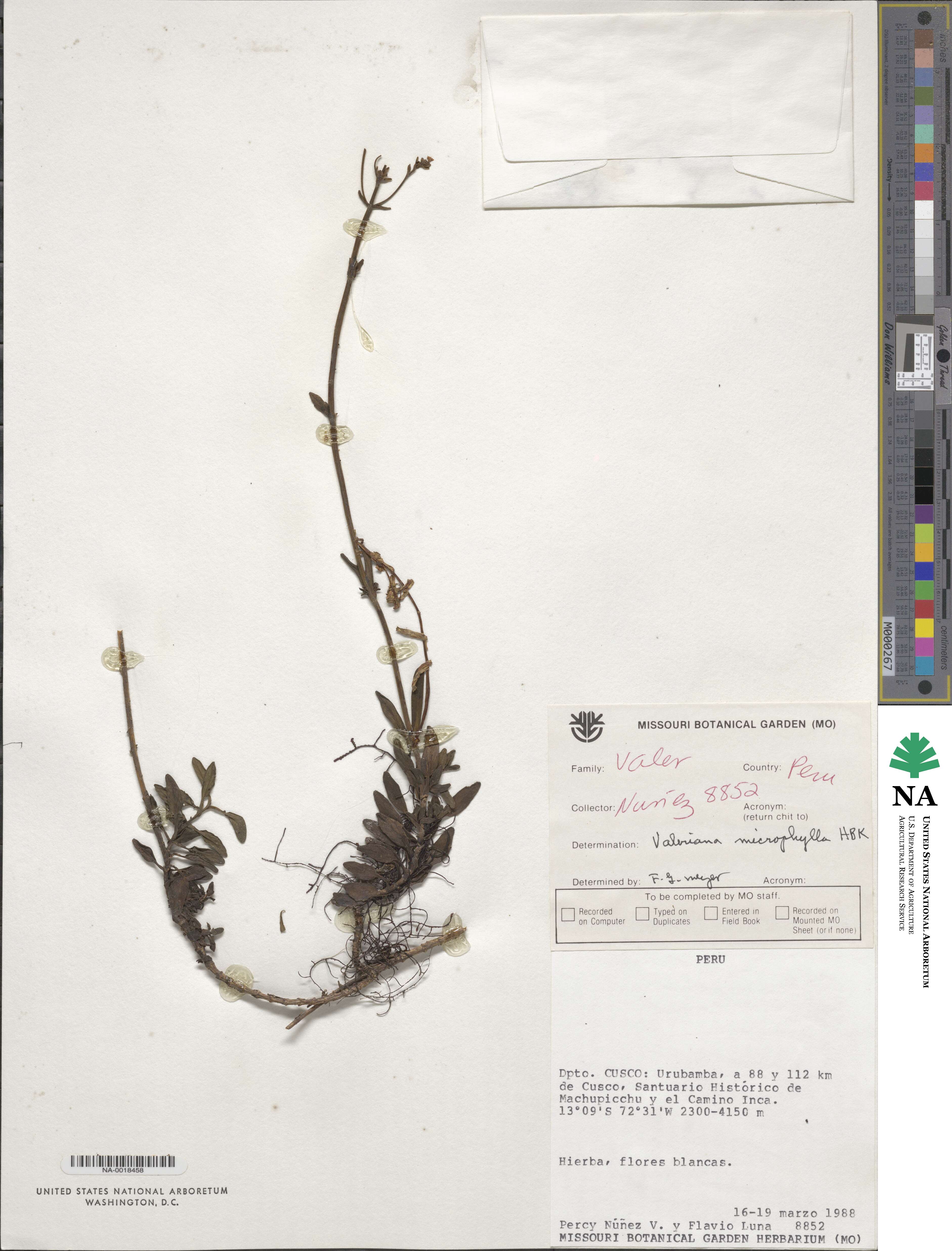 Valeriana microphylla image