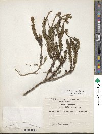 Valeriana microphylla image