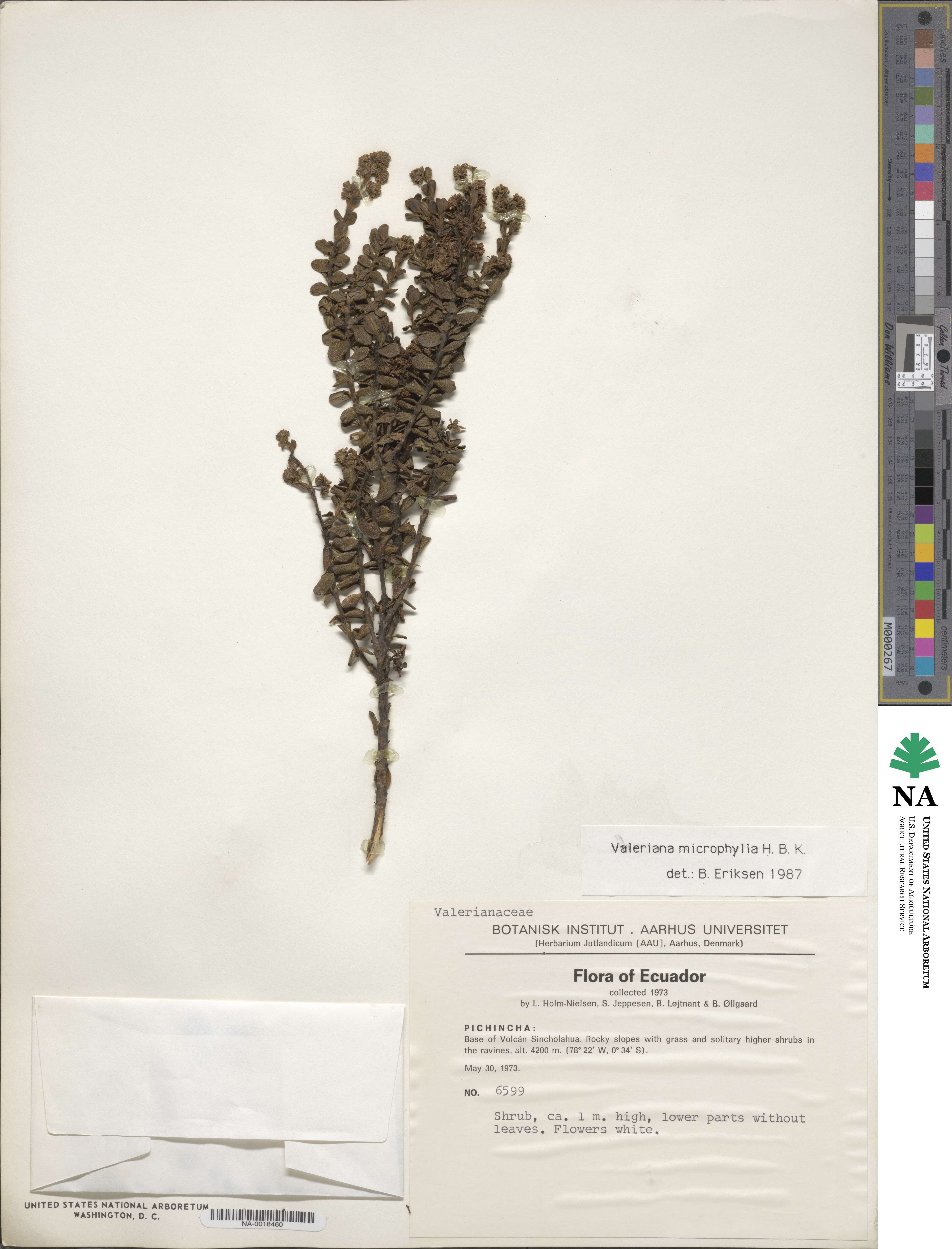 Valeriana microphylla image
