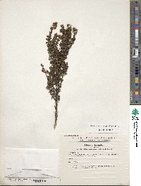 Valeriana microphylla image