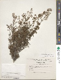 Valeriana microphylla image