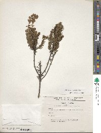 Valeriana microphylla image