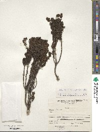 Valeriana microphylla image