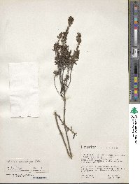 Valeriana microphylla image