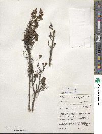 Valeriana microphylla image