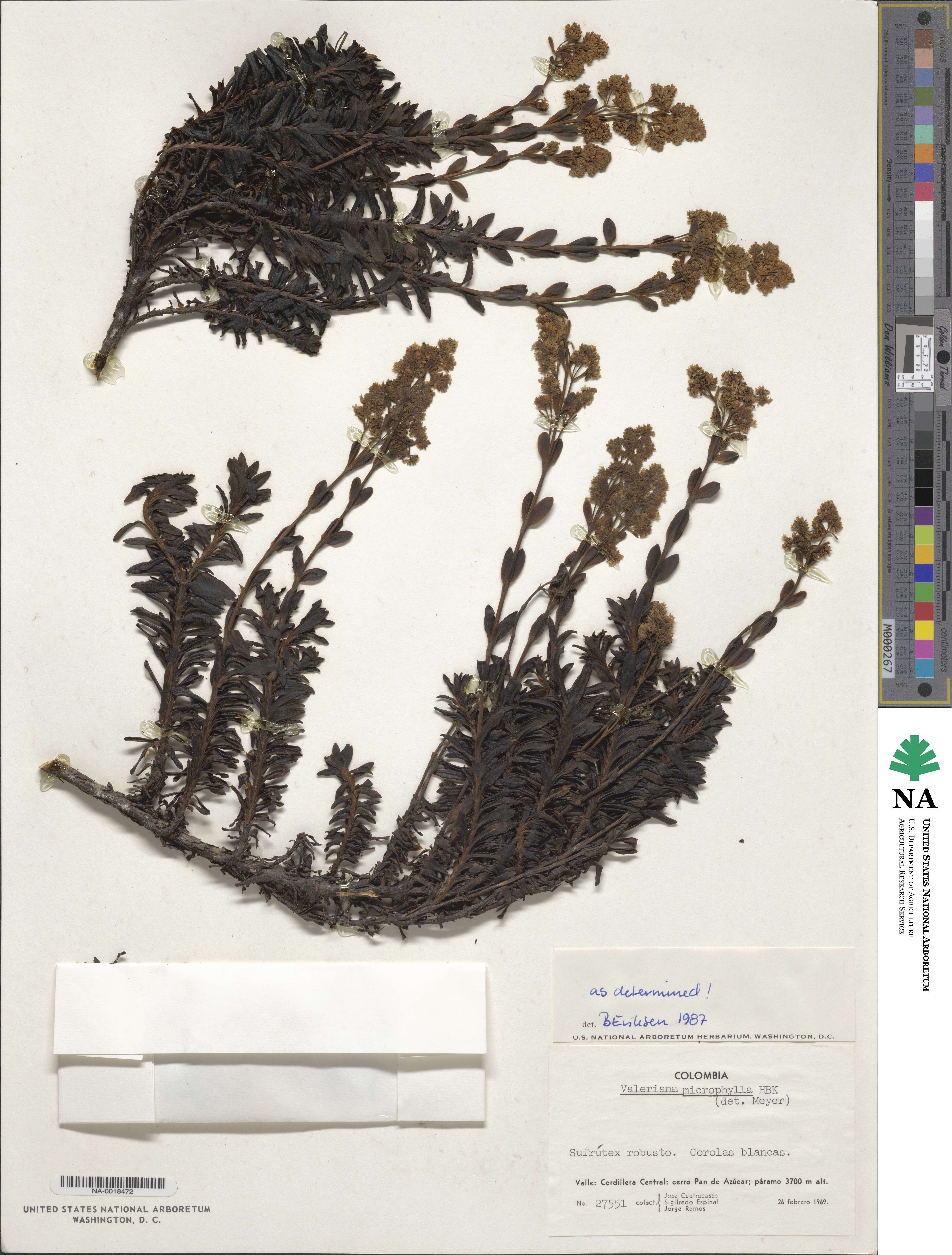 Valeriana microphylla image