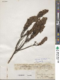 Valeriana microphylla image