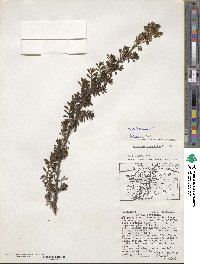 Valeriana microphylla image