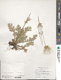 Image of Geum triflorum