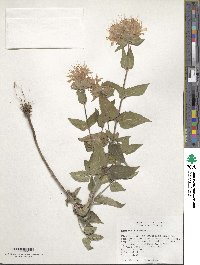 Image of Monarda fistulosa