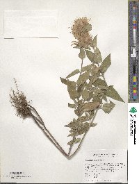 Monarda fistulosa image