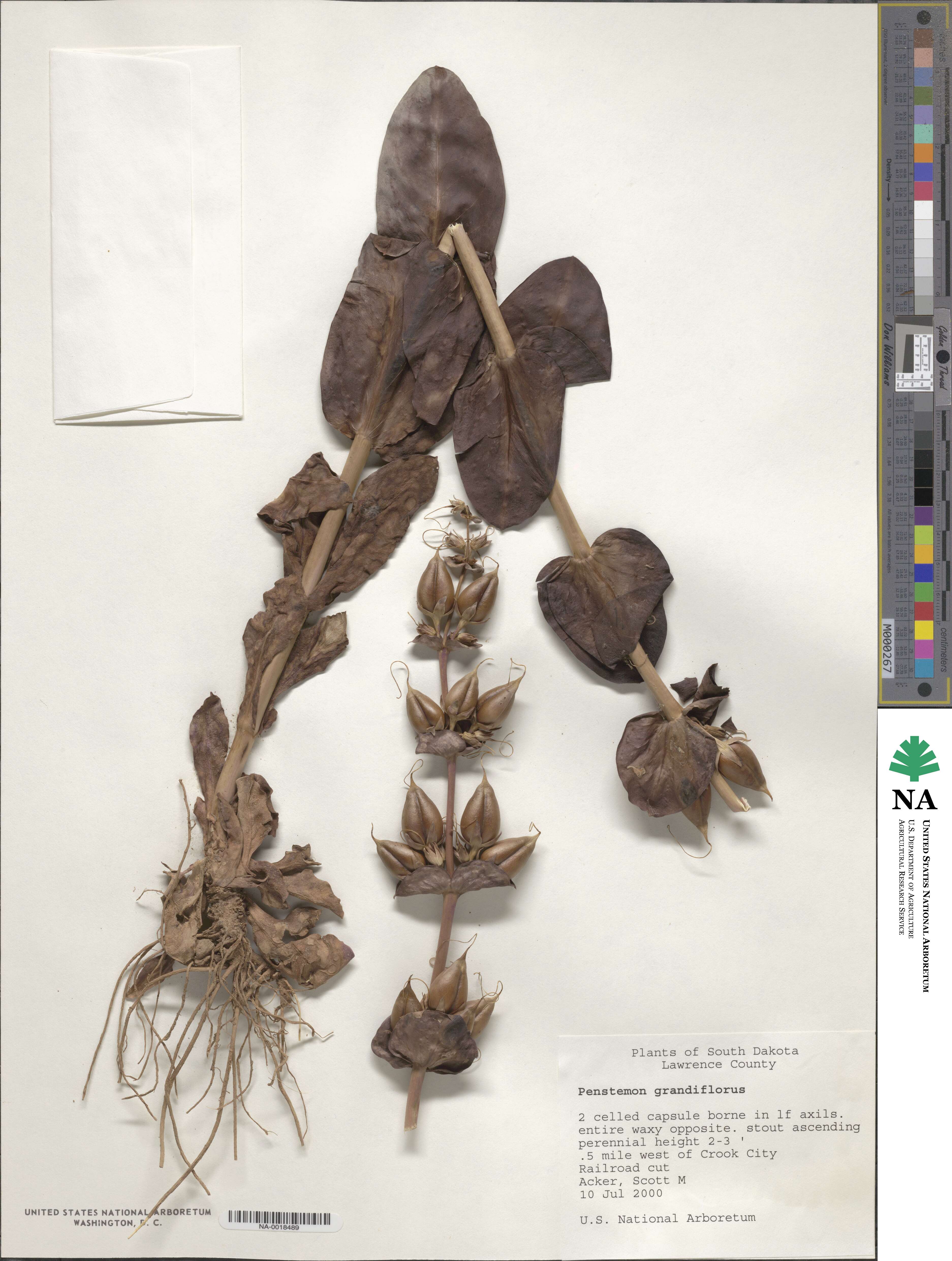 Penstemon grandiflorus image