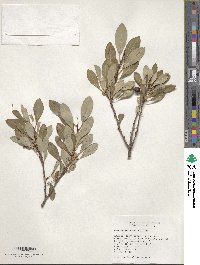 Prunus pumila image