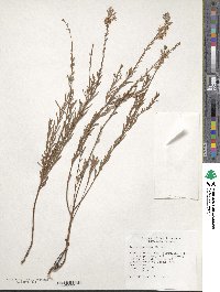 Oenothera suffrutescens image