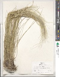 Image of Stipa pulcherrima