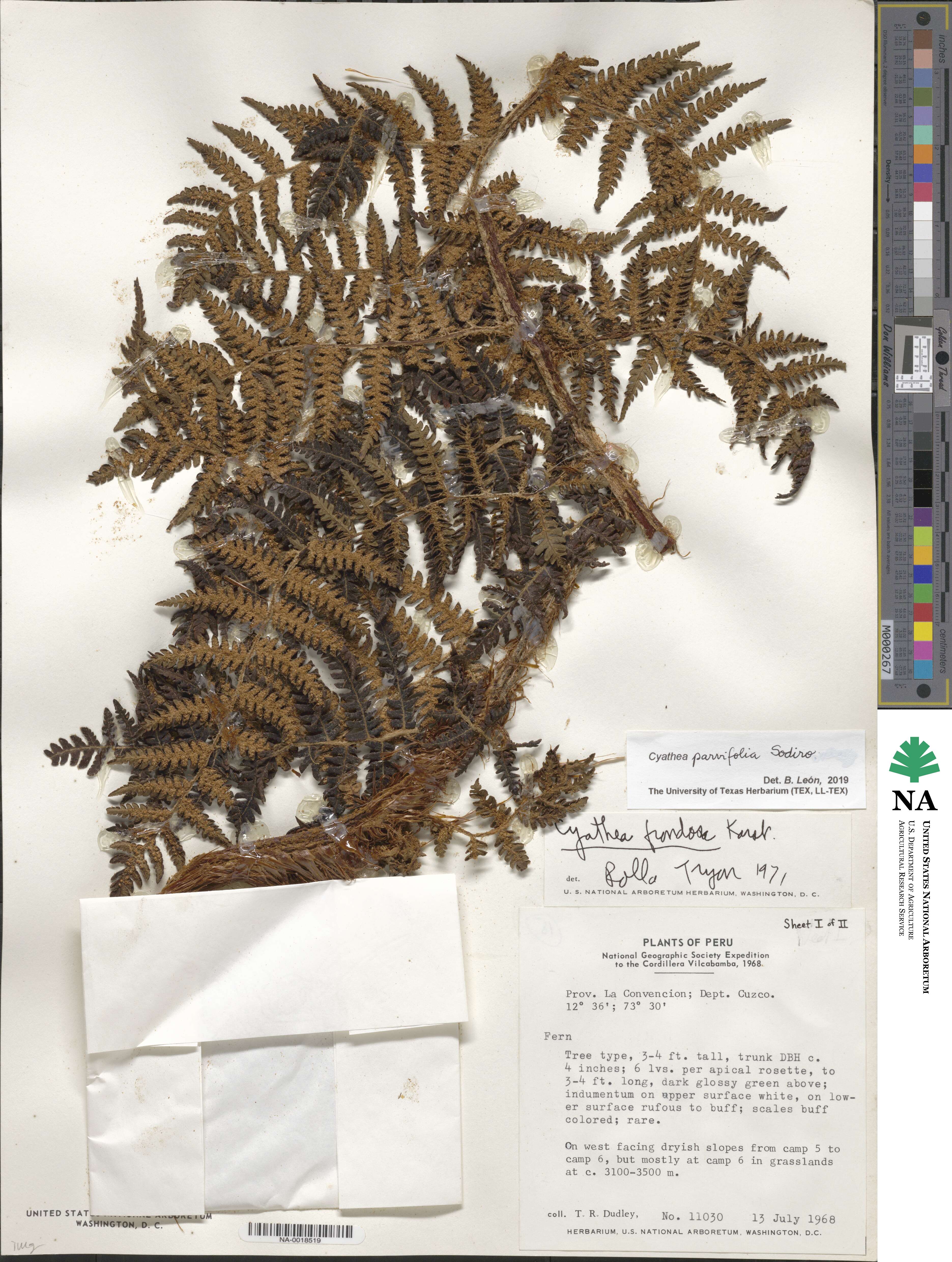Cyathea parvifolia image
