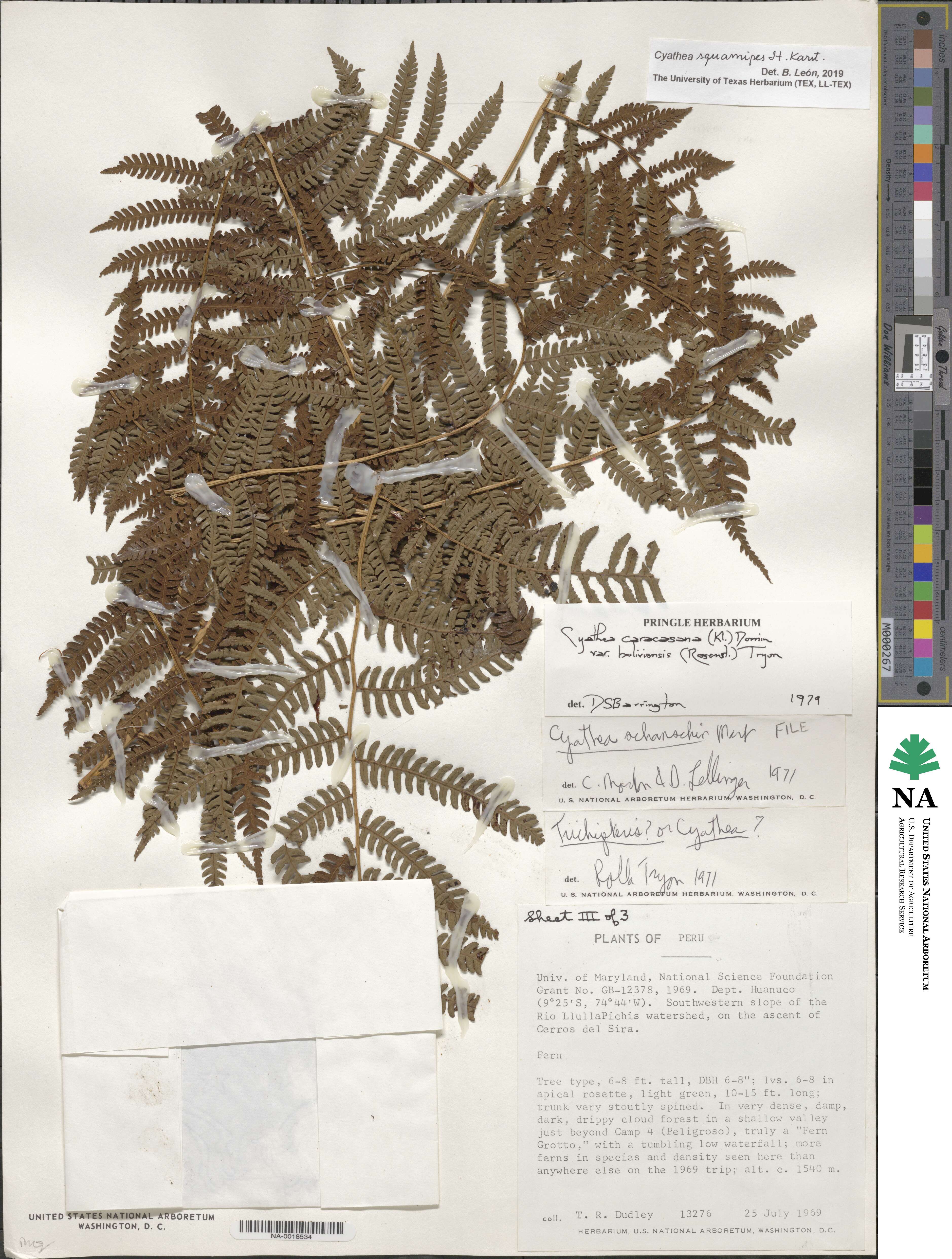 Cyathea squamipes image