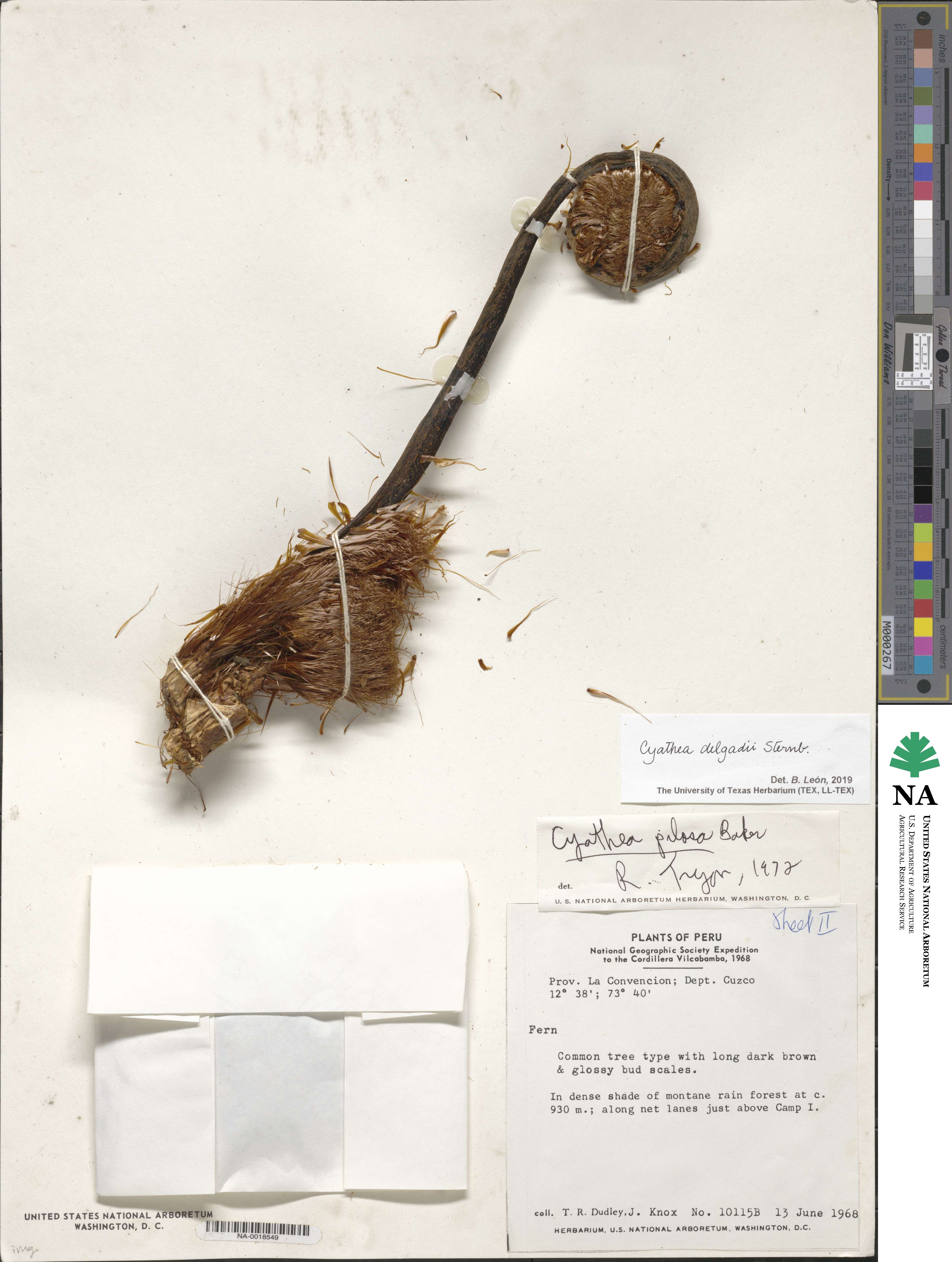 Cyathea image