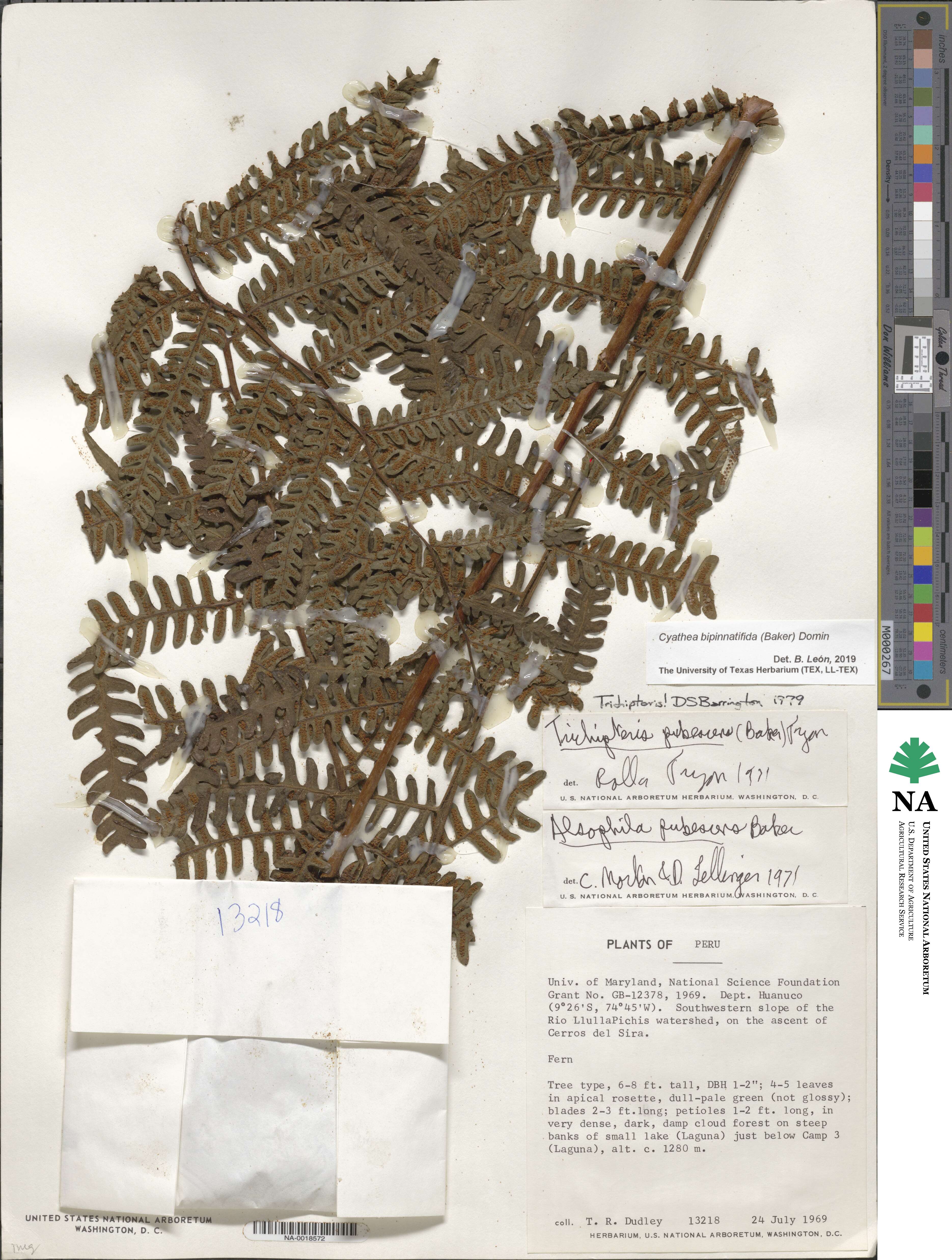 Cyathea bipinnatifida image