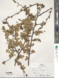 Ulmus glabra image