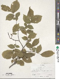 Ulmus glabra image