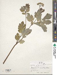 Image of Chelidonium majus