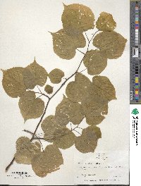 Tilia cordata image