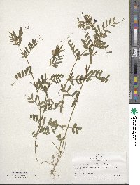 Vicia sativa subsp. cordata image