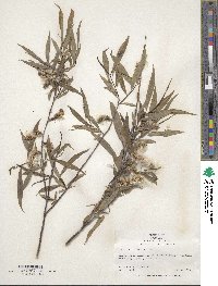 Salix triandra image