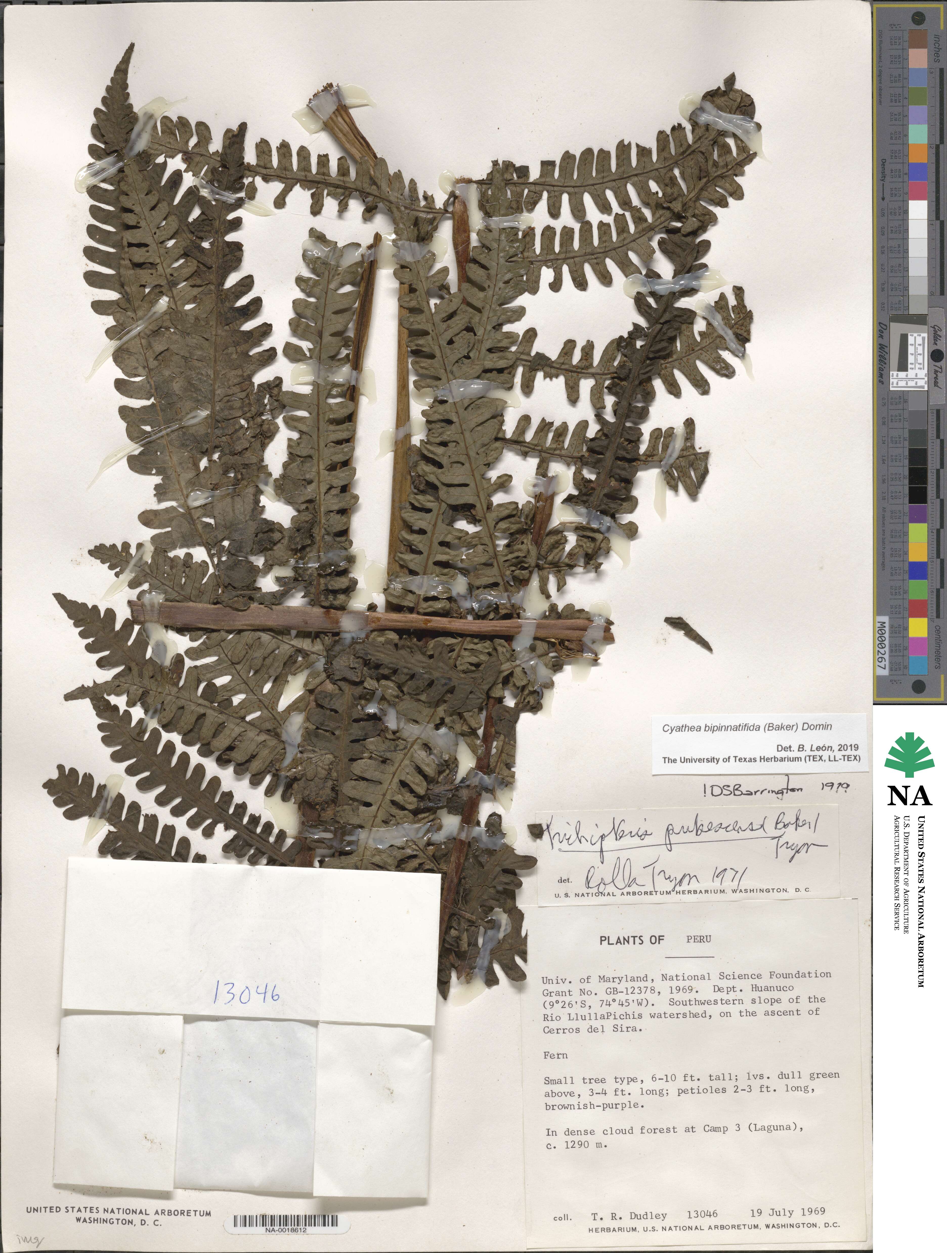 Cyathea bipinnatifida image