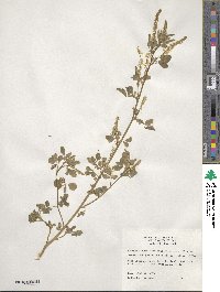 Melilotus officinalis image