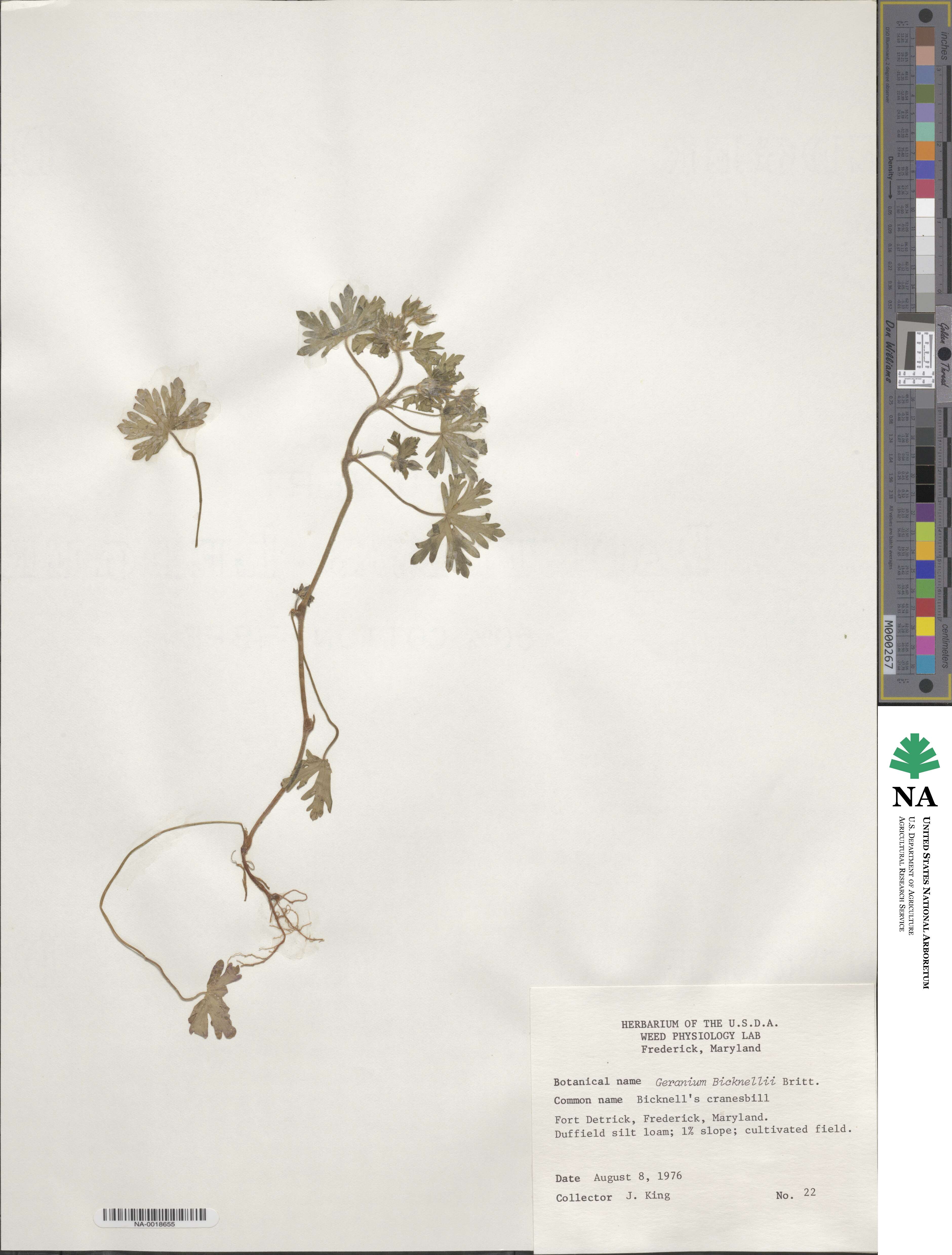 Geranium bicknellii image