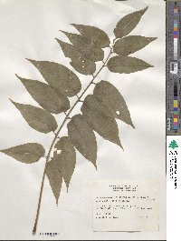 Ailanthus altissima image