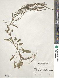 Rumex acetosella image