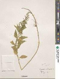 Chenopodium ambrosioides image