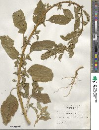 Amaranthus retroflexus image